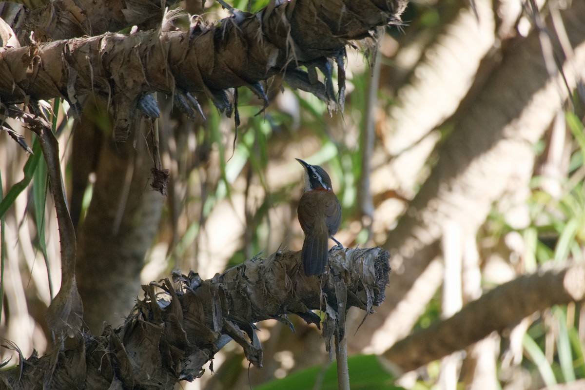 Taiwan Scimitar-Babbler - ML642741463