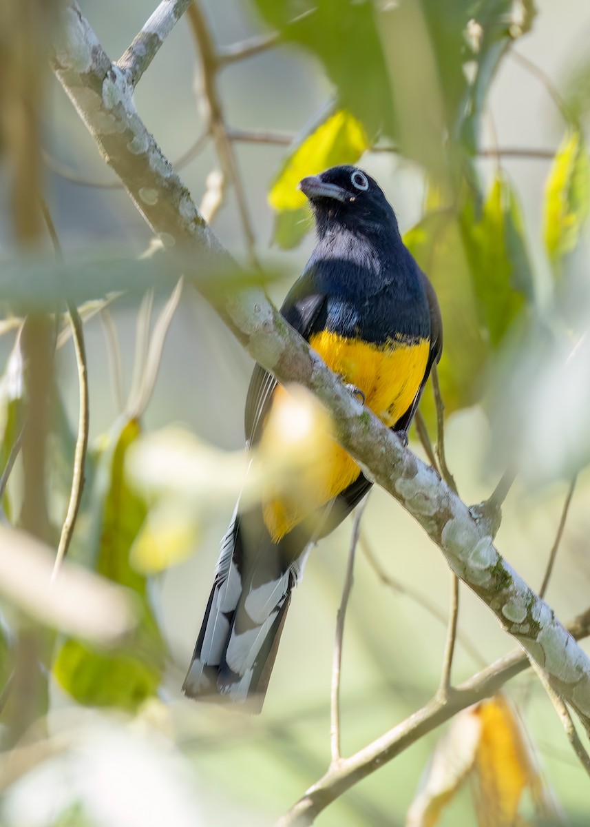 Green-backed Trogon - ML642741465