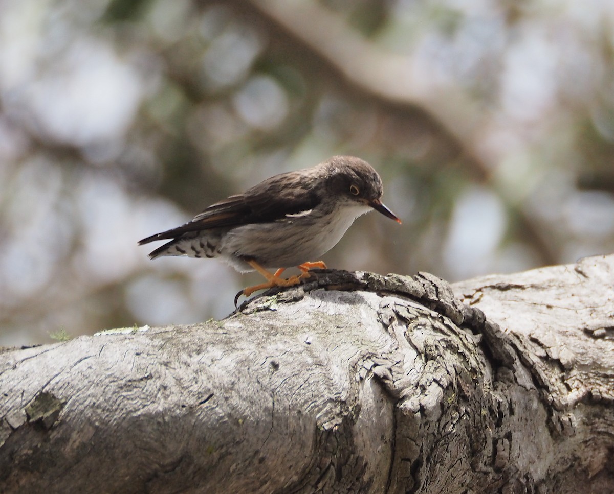 Varied Sittella - ML642741471