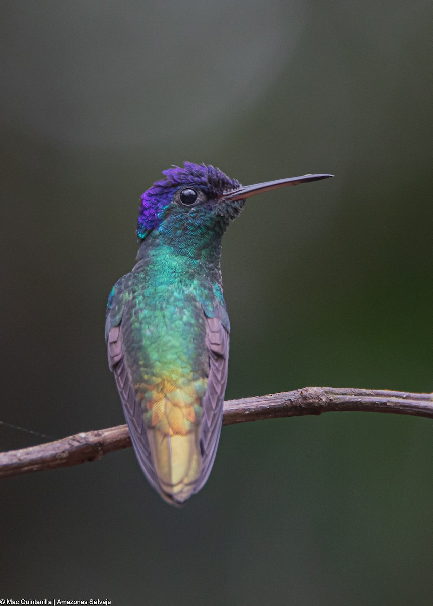 Golden-tailed Sapphire - ML642741483