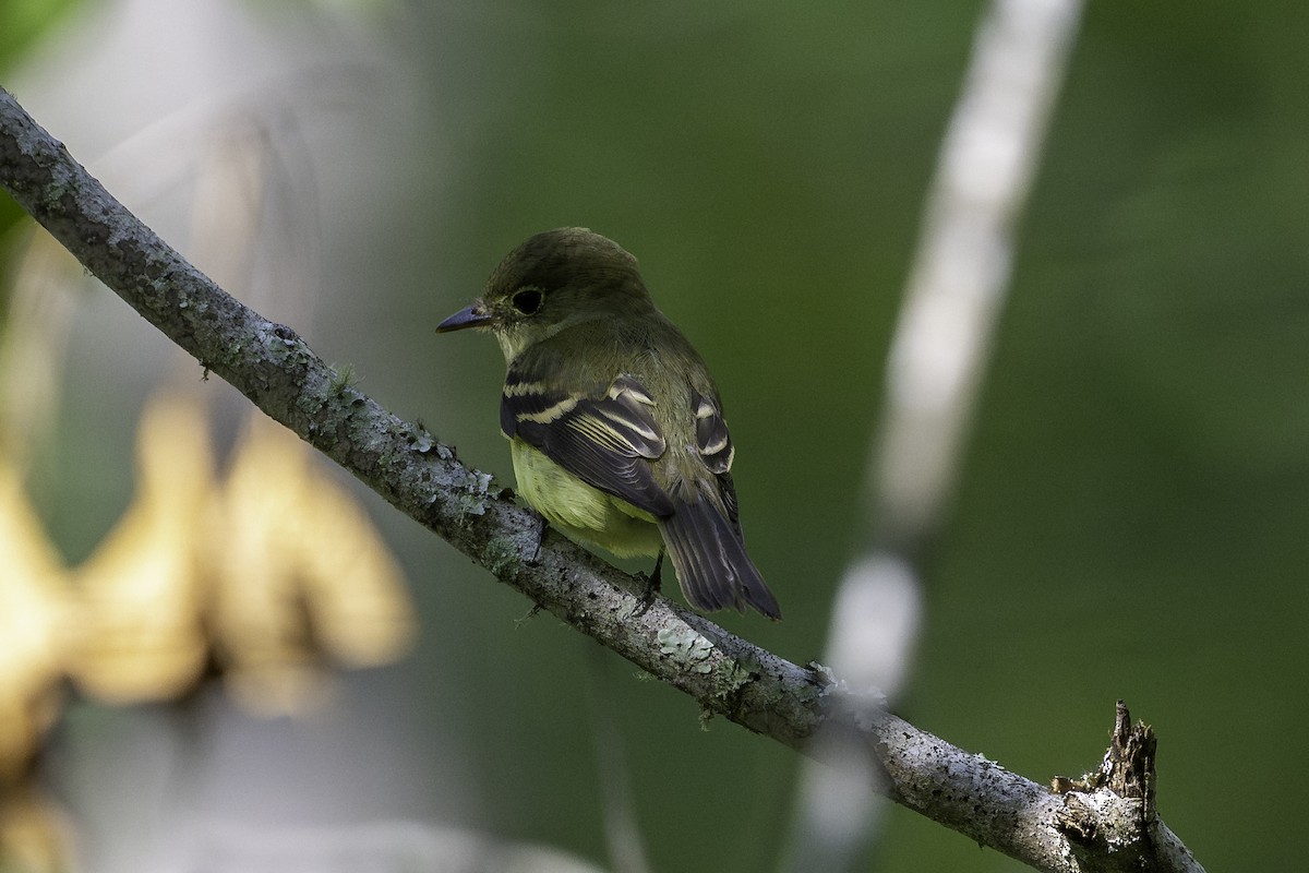 Acadian Flycatcher - ML642741487
