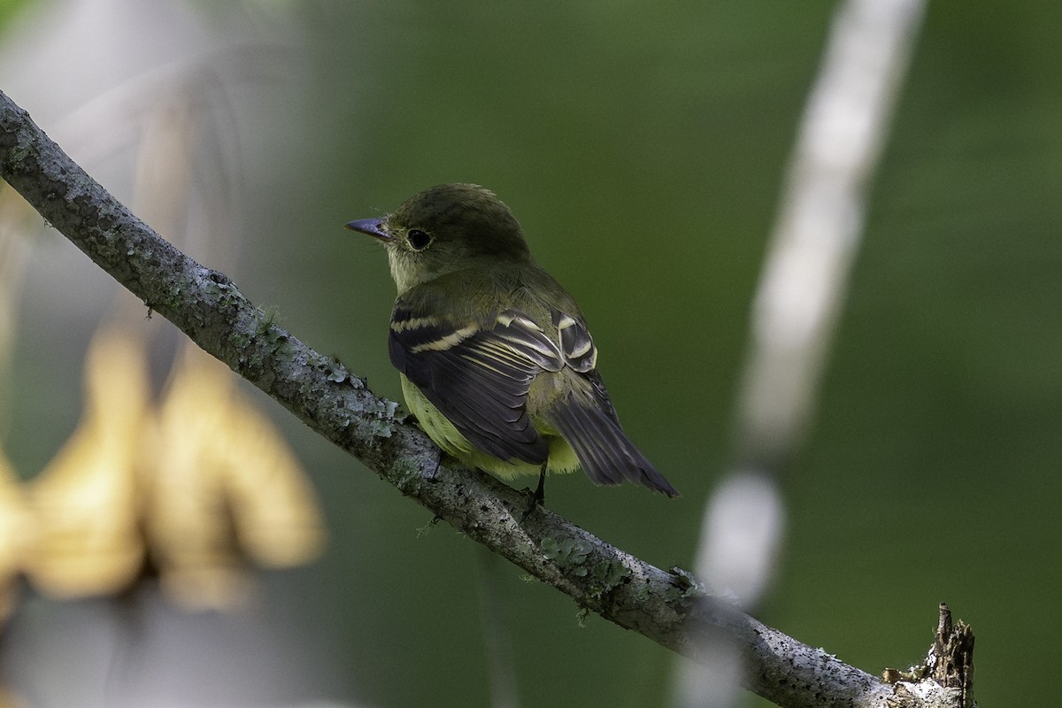 Acadian Flycatcher - ML642741488
