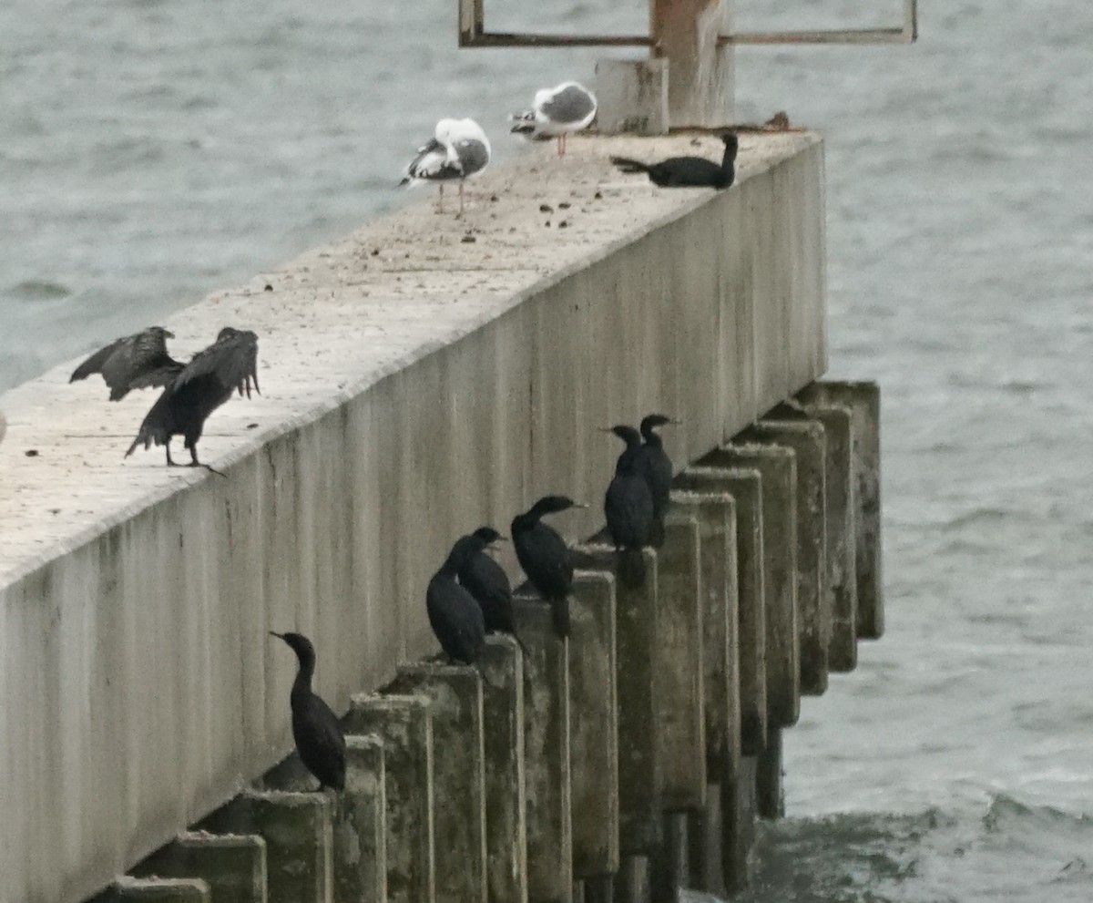 Pelagic Cormorant - ML642741516