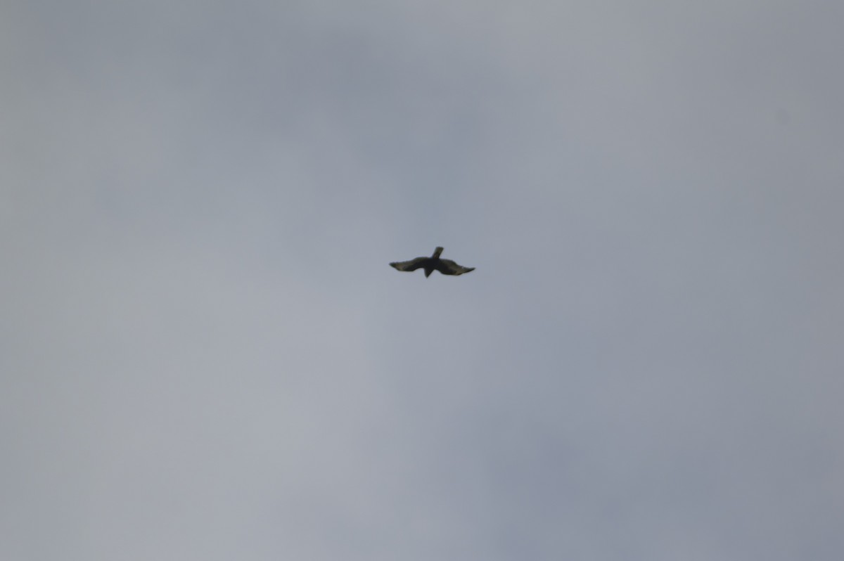 Short-tailed Hawk - ML642741518