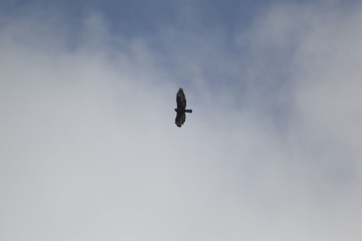 Short-tailed Hawk - ML642741519