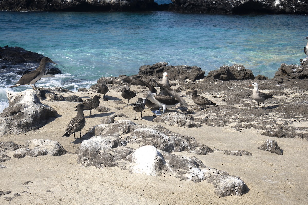 Blue-footed Booby - ML642741521
