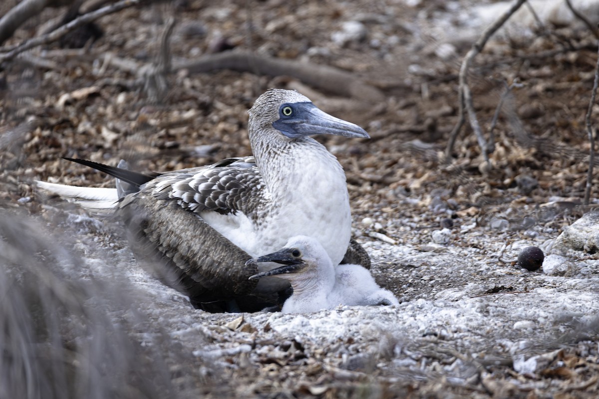 Blue-footed Booby - ML642741530