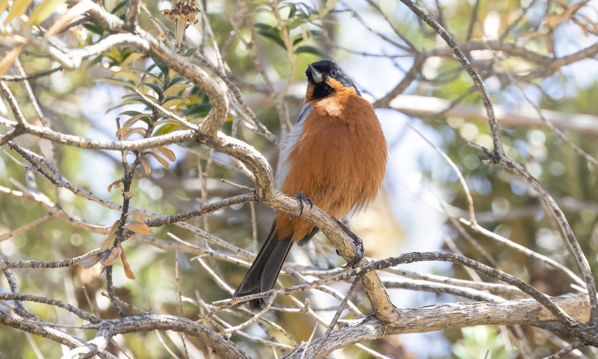Black-throated Flowerpiercer - ML642741533