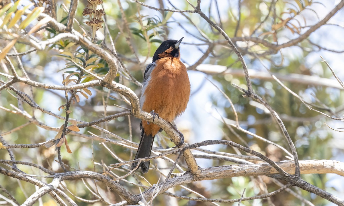 Black-throated Flowerpiercer - ML642741540