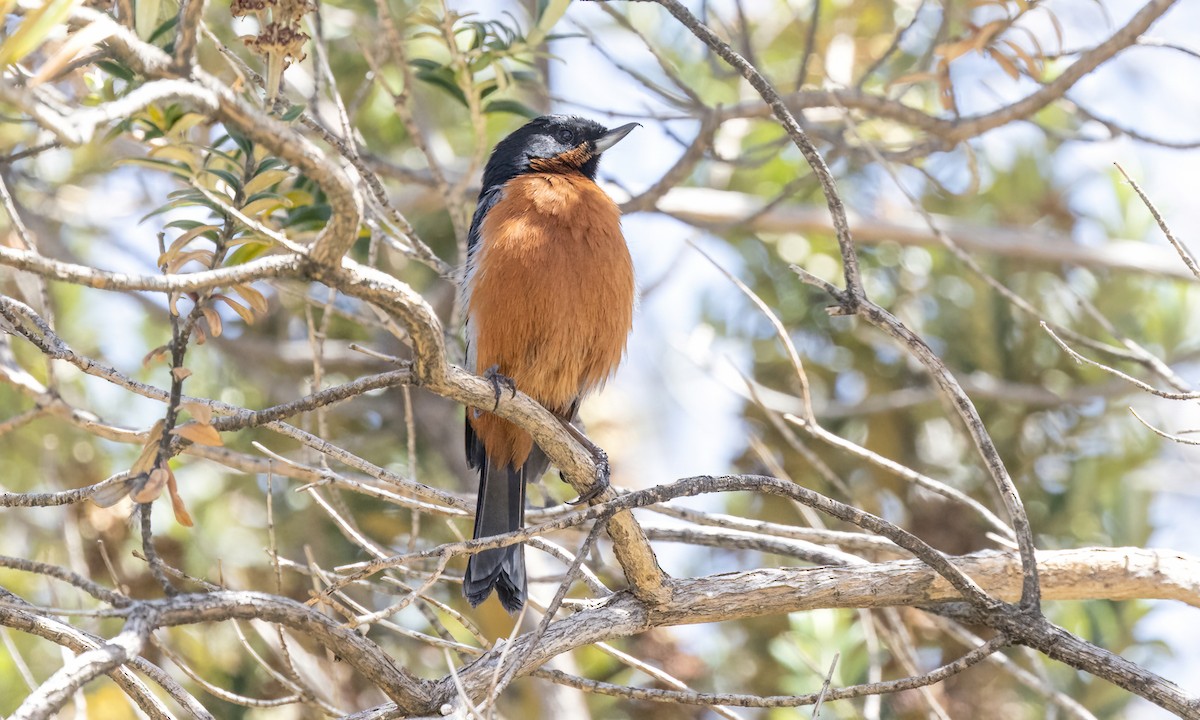 Black-throated Flowerpiercer - ML642741541