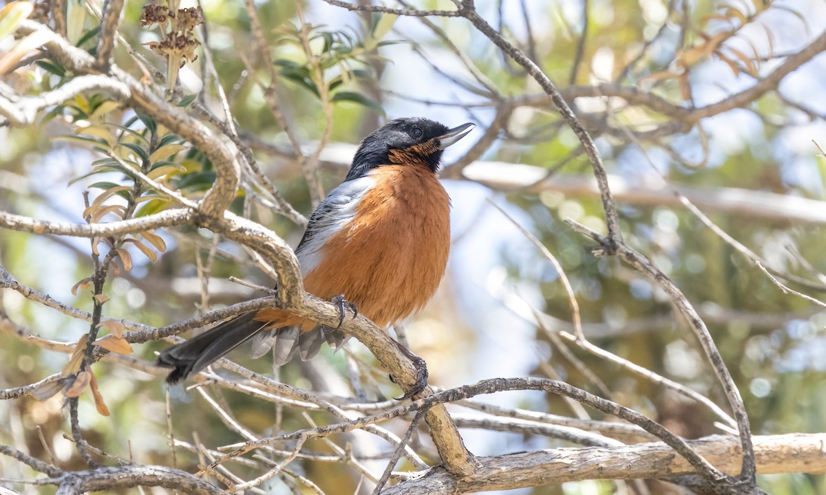 Black-throated Flowerpiercer - ML642741542