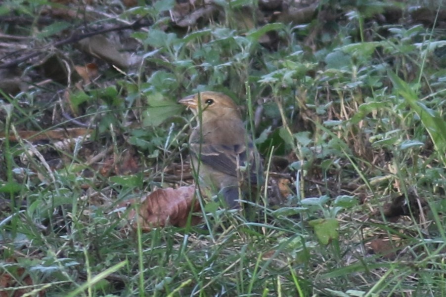 Indigo Bunting - ML642741543