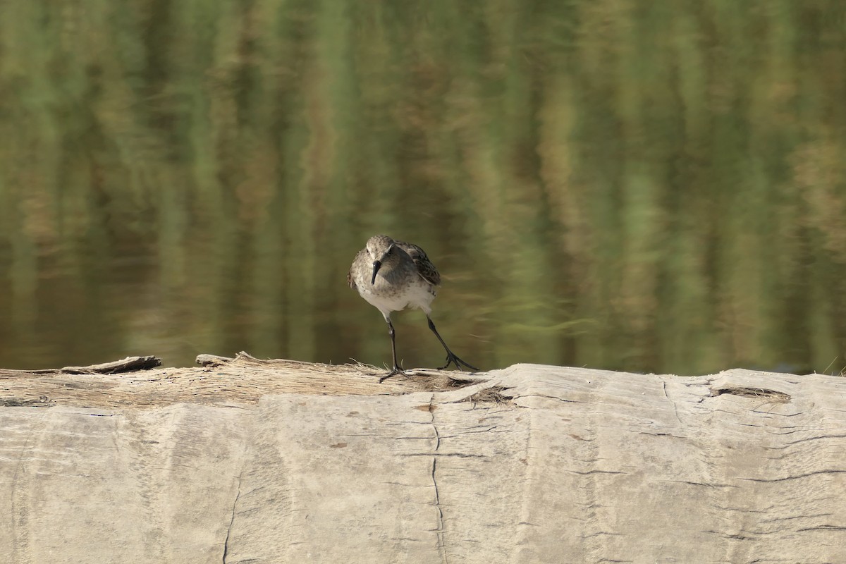 Semipalmated Sandpiper - ML642741548