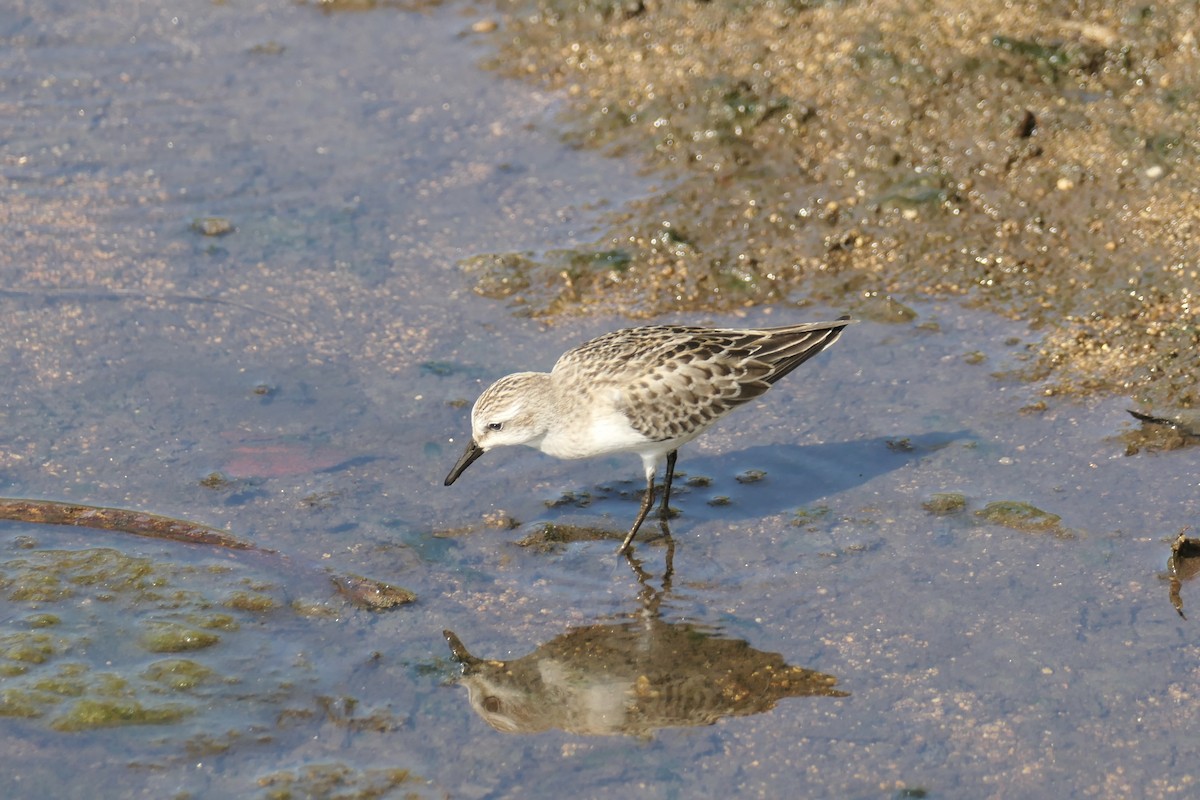 Semipalmated Sandpiper - ML642741549