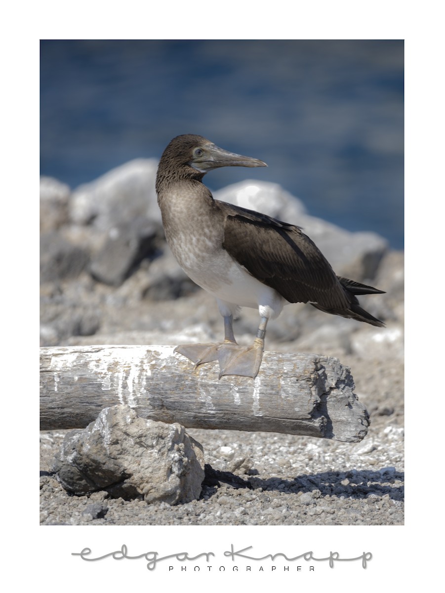 Blue-footed Booby - ML642741555