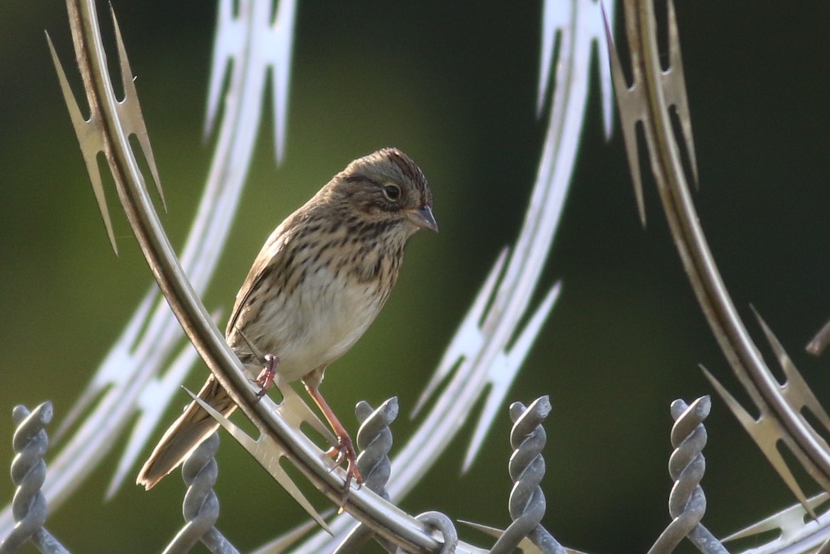 Lincoln's Sparrow - ML642741556