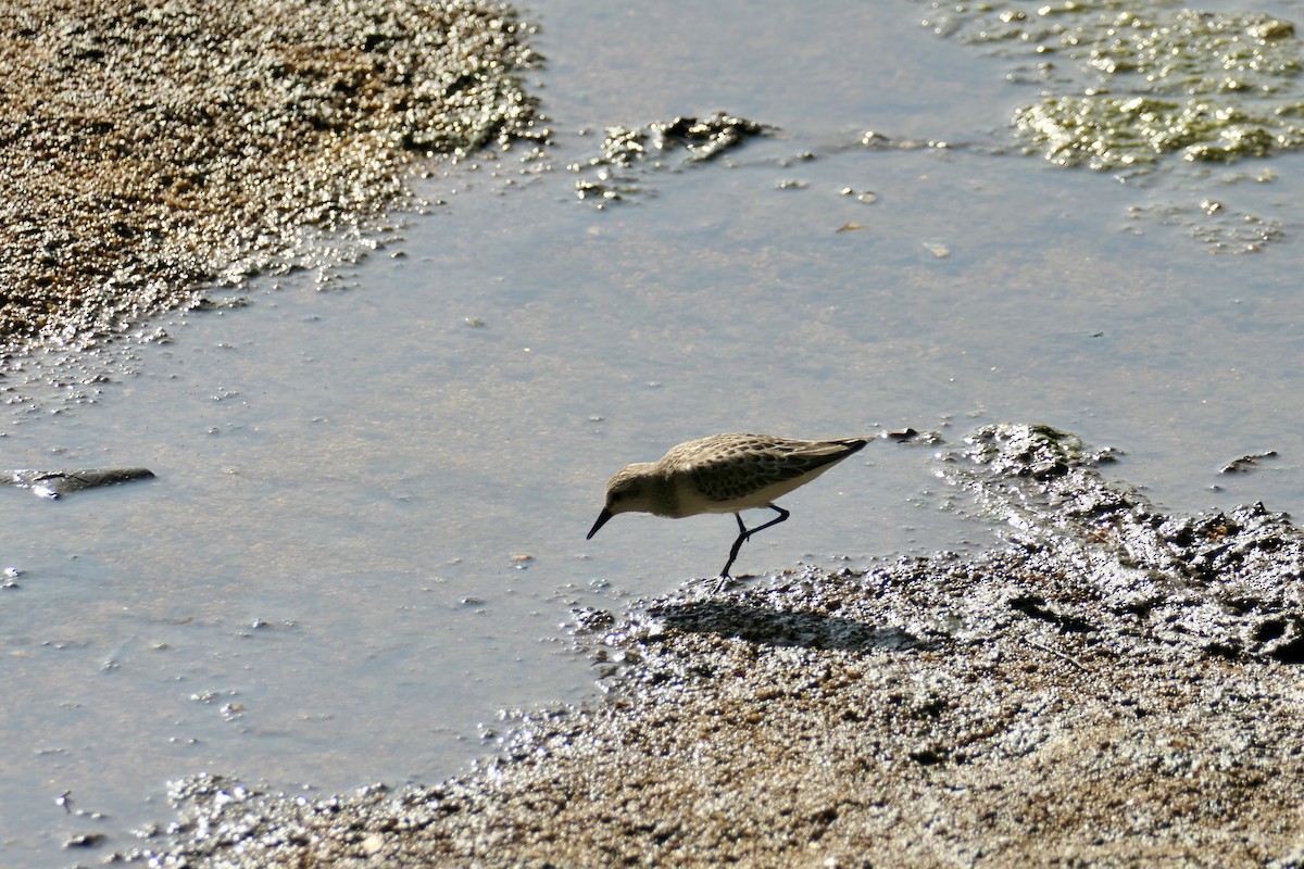 Semipalmated Sandpiper - ML642741567