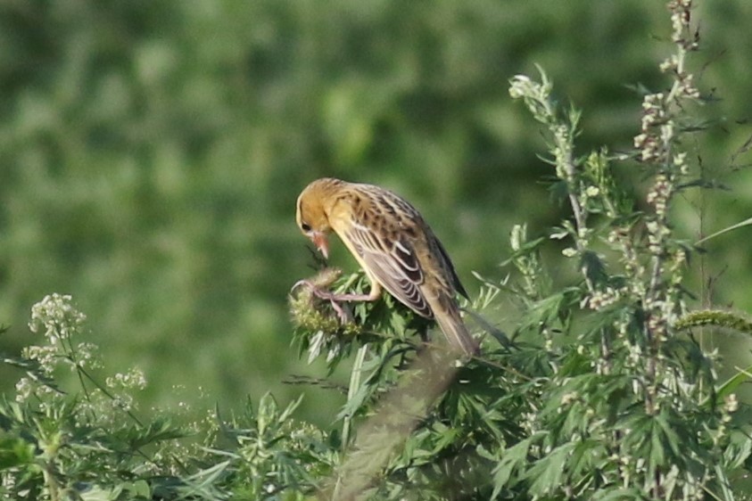 Bobolink - ML642741568