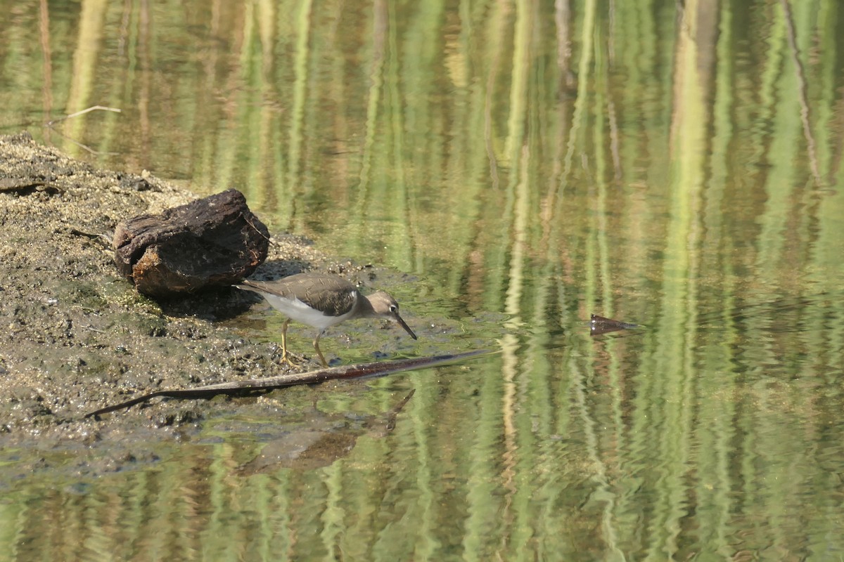 Spotted Sandpiper - ML642741569