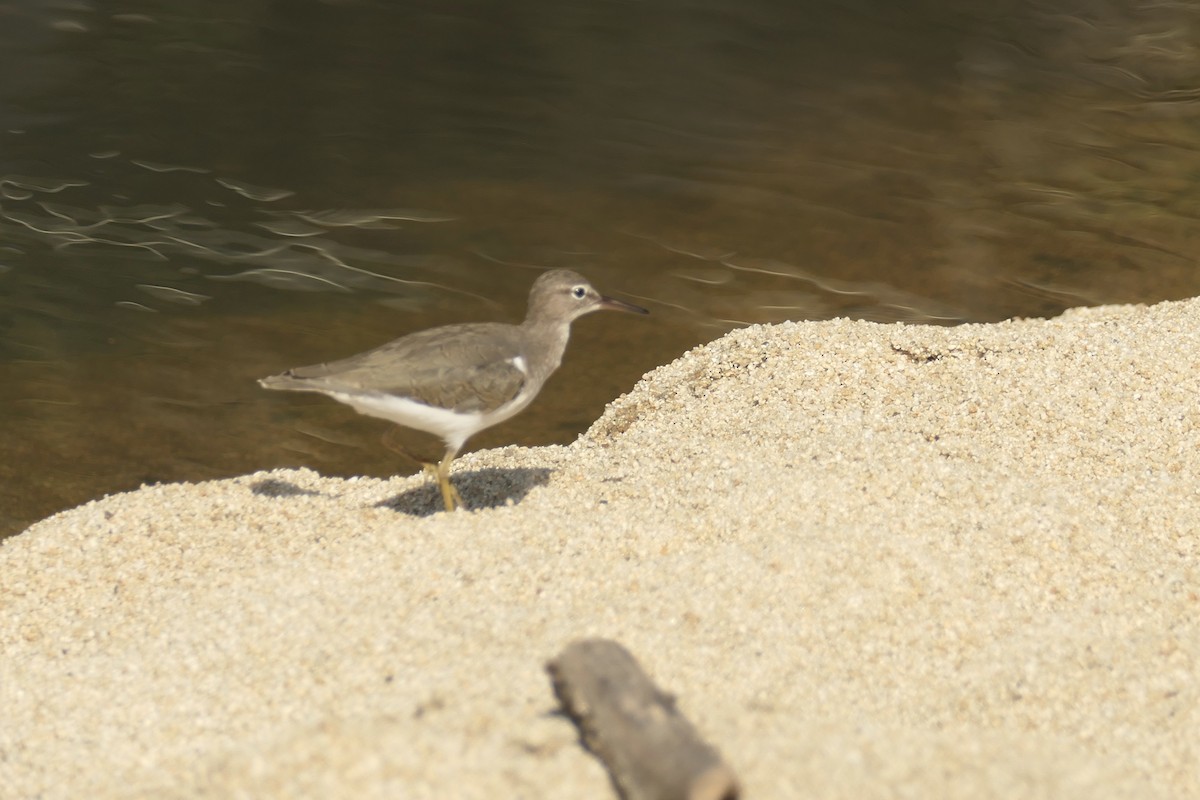 Spotted Sandpiper - ML642741572