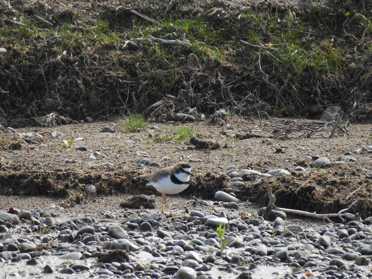 Collared Plover - ML642741574