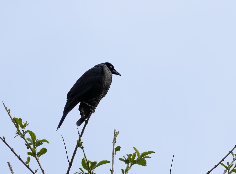 Giant Cowbird - ML642741587
