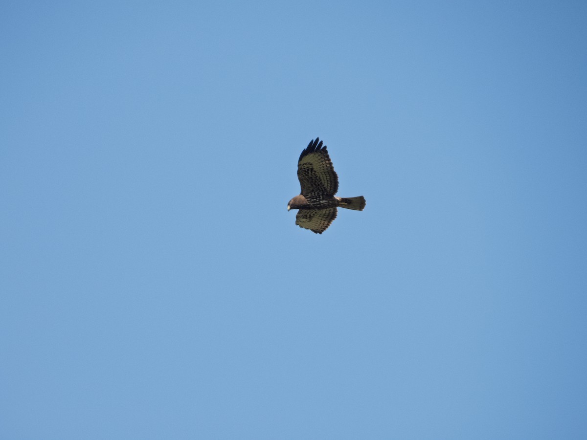 Short-tailed Hawk - ML642741600