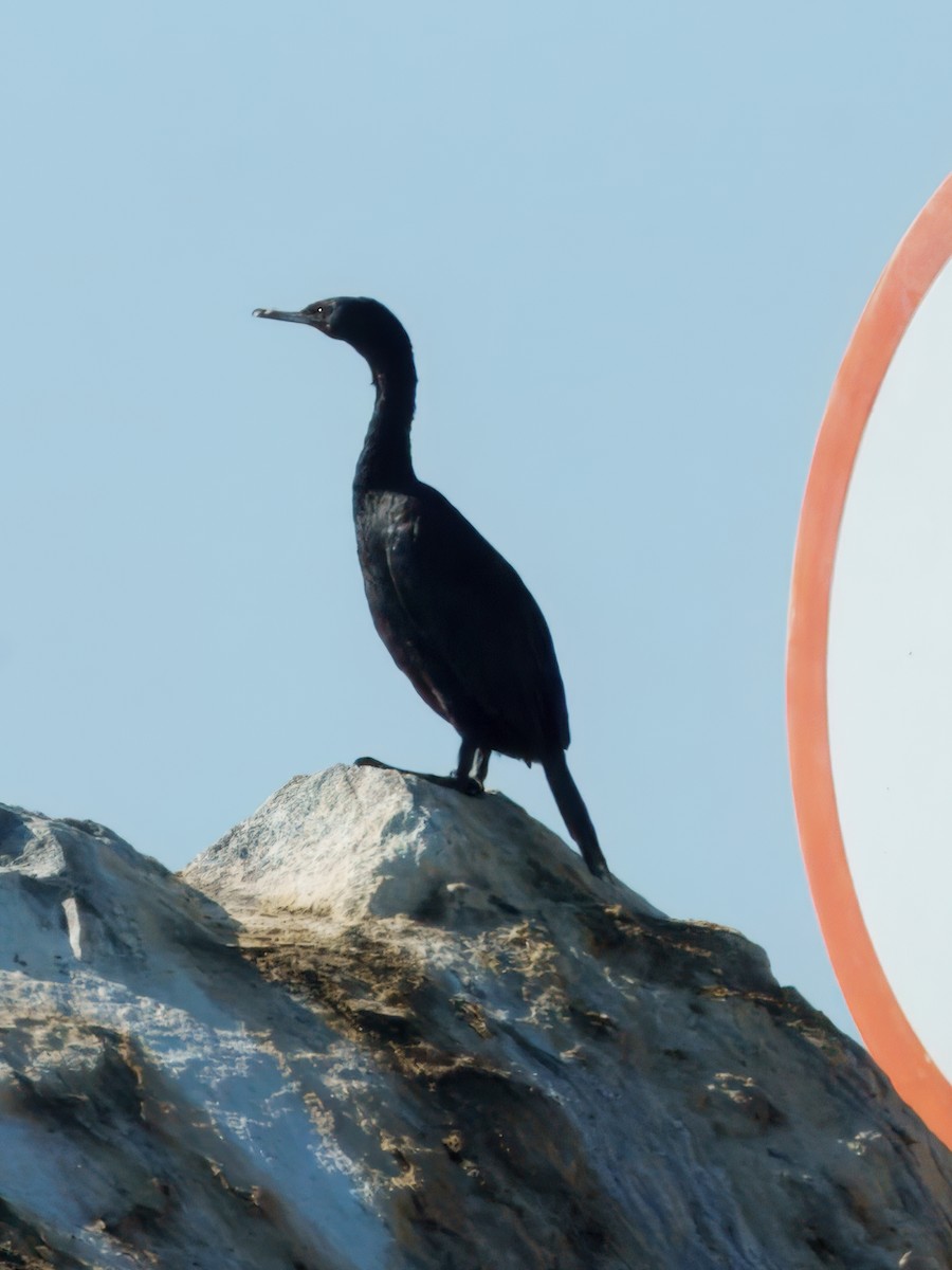 Pelagic Cormorant - ML642741614