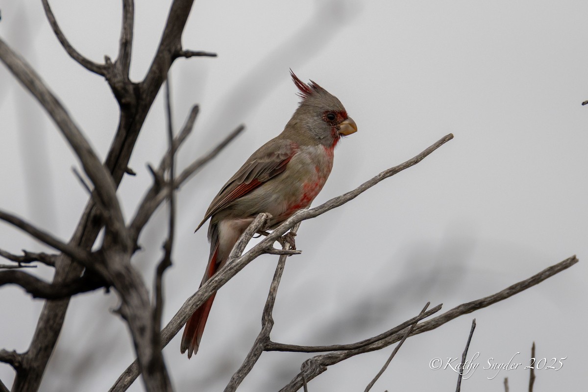 ムネアカコウカンチョウ - ML642741620