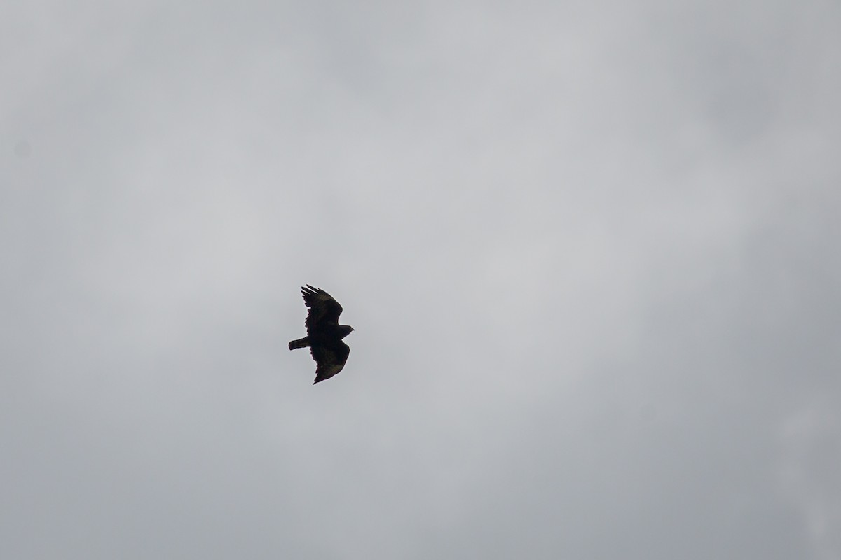 Short-tailed Hawk - ML642741623