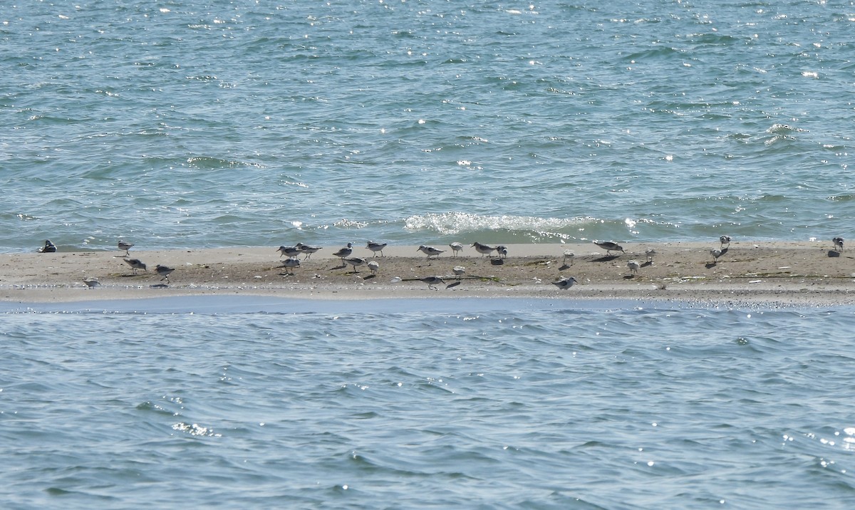 eBird Checklist - 26 Sep 2025 - Long Point--Tip - 24 species (+1 other ...
