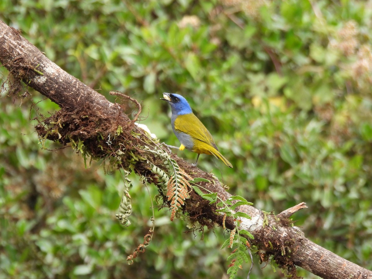 Blue-capped Tanager - ML642741634