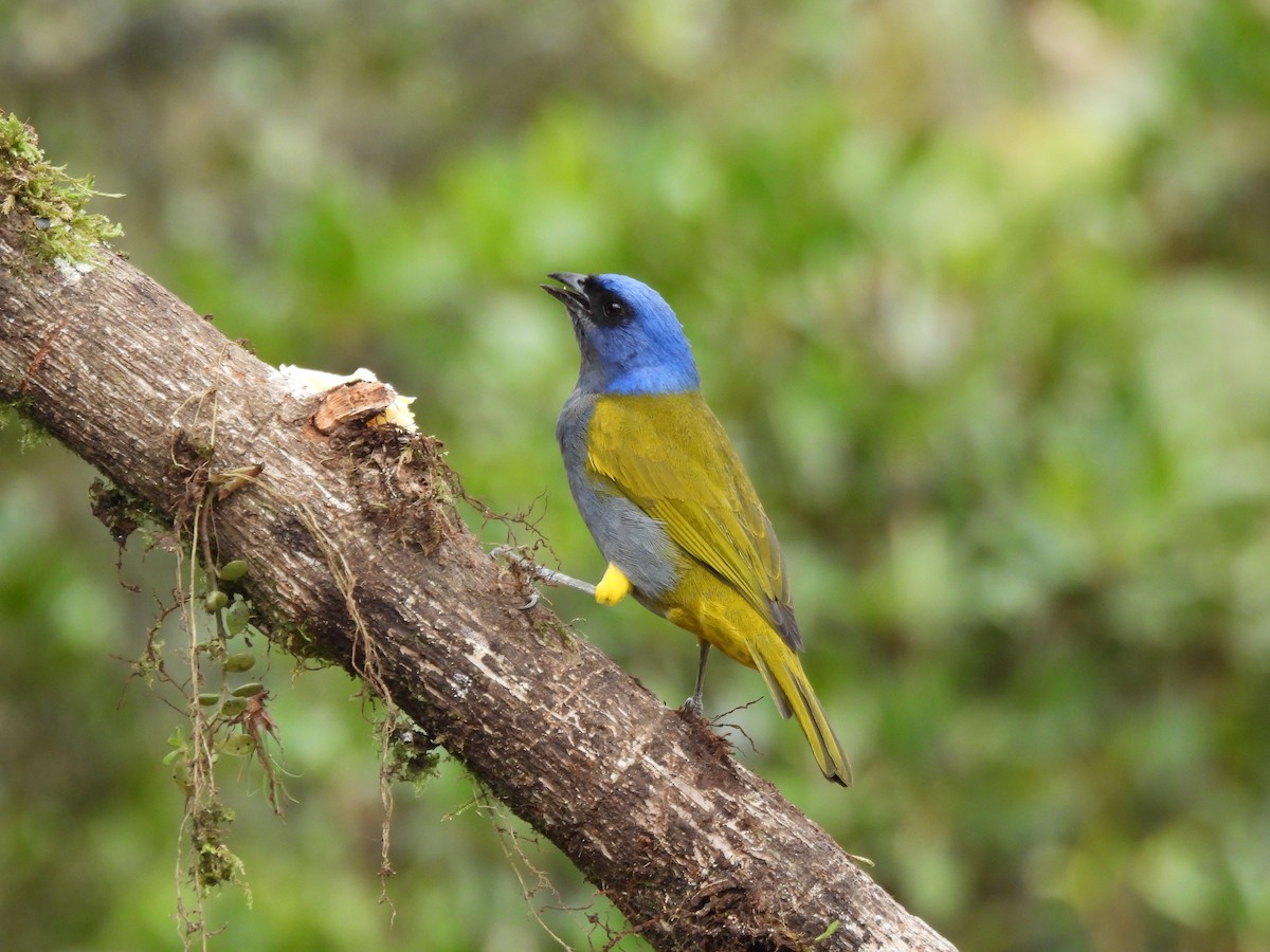 Blue-capped Tanager - ML642741637