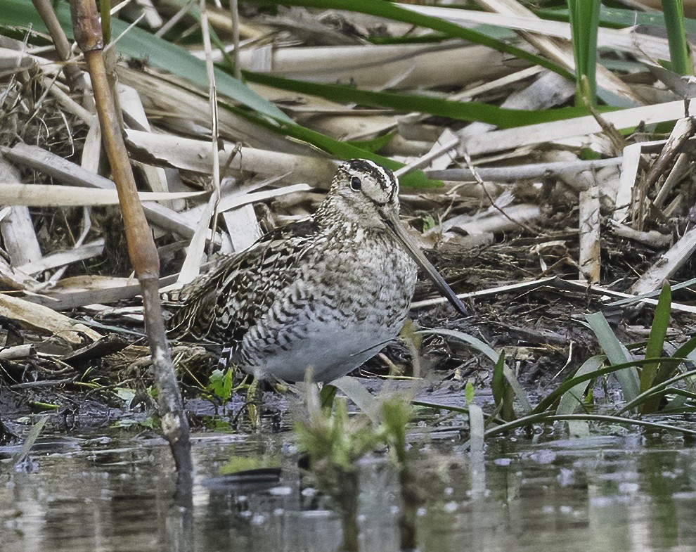 Latham's Snipe - ML642741640