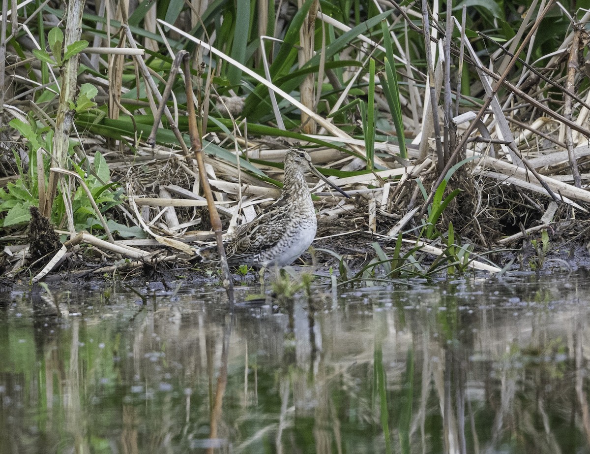 Latham's Snipe - ML642741641