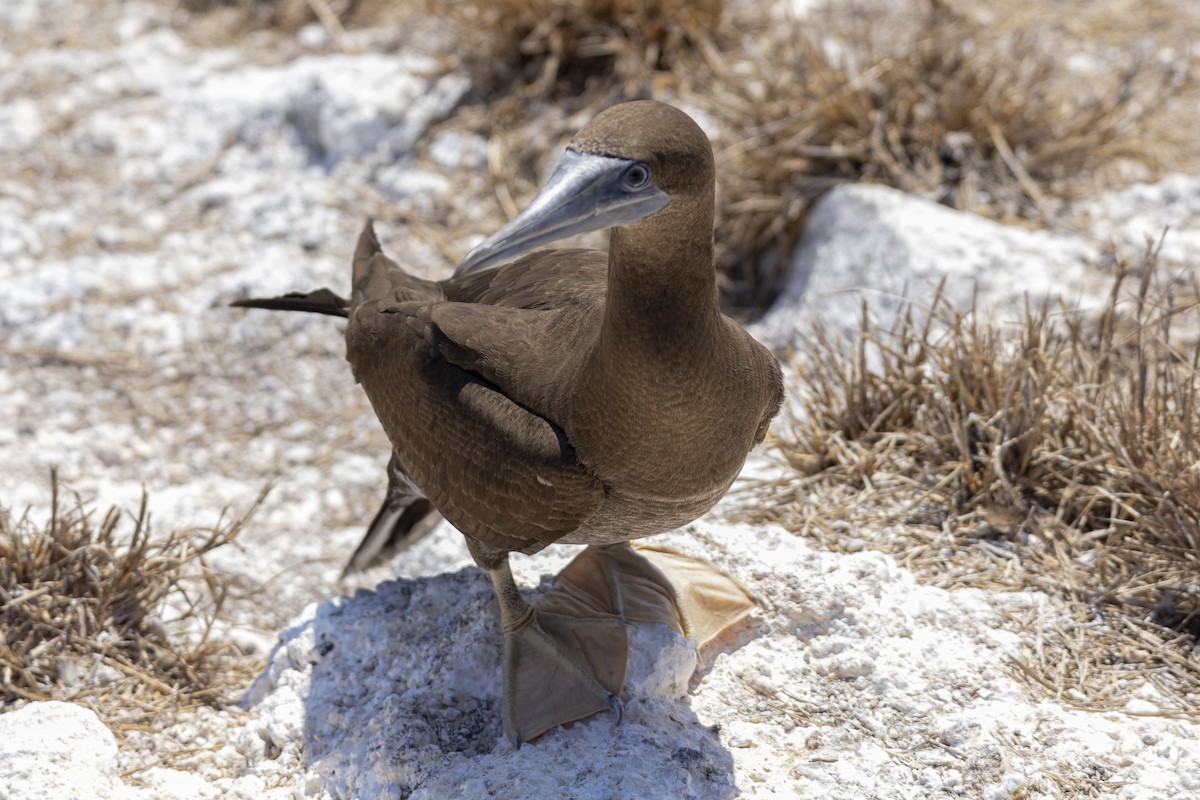 Blue-footed Booby - ML642741644