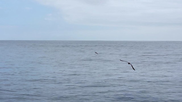 Red-footed Booby - ML642741649