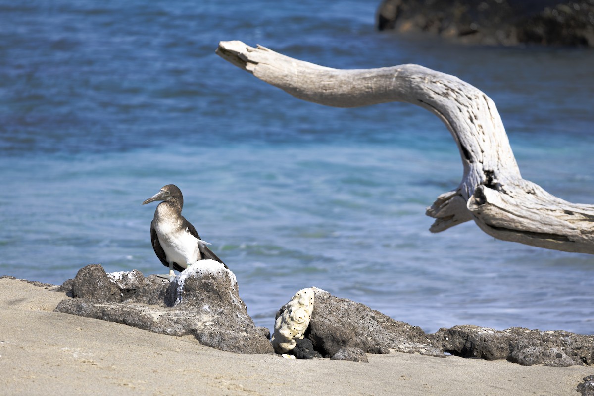 Blue-footed Booby - ML642741663