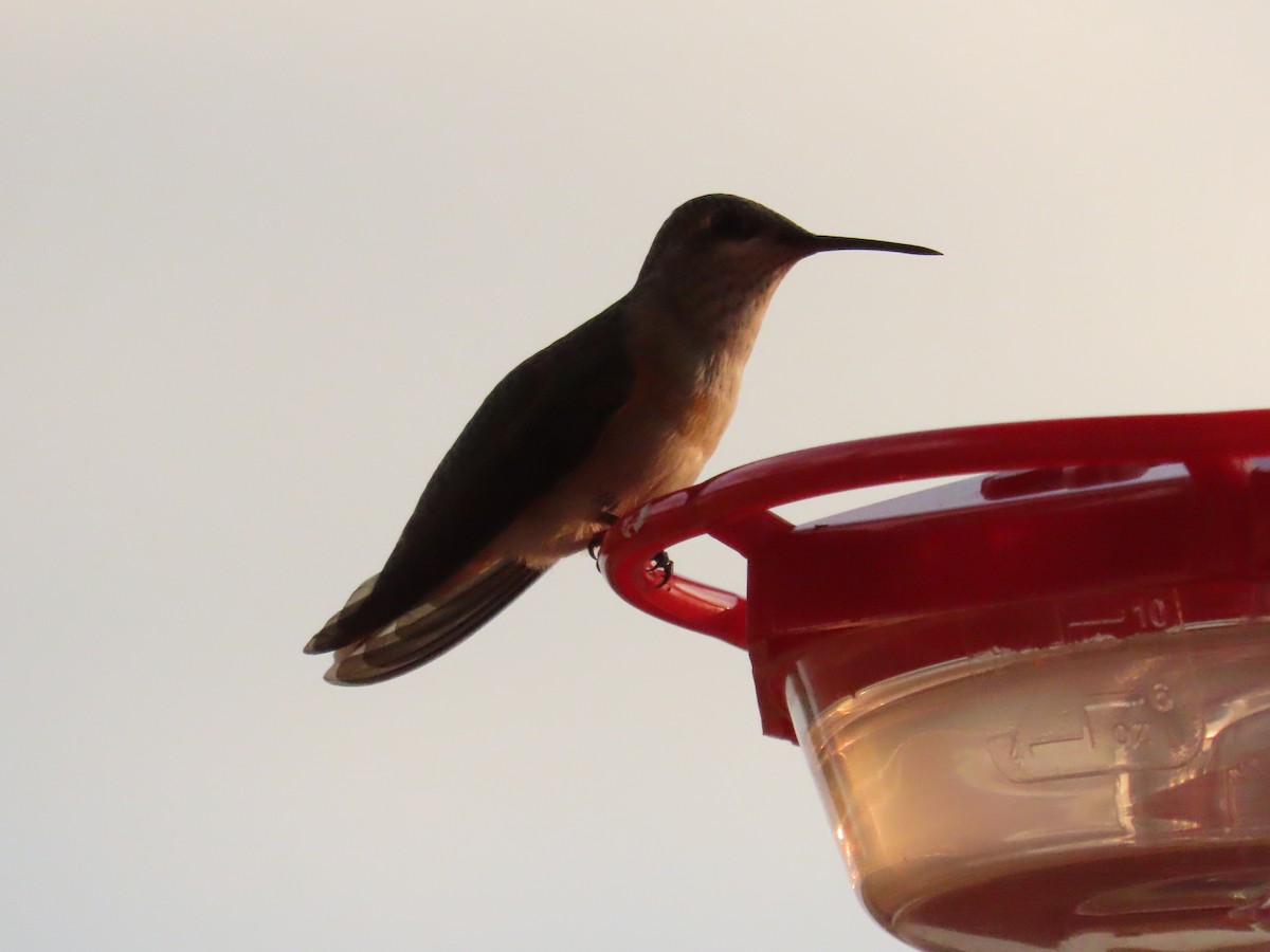 Calliope Hummingbird - ML642741664