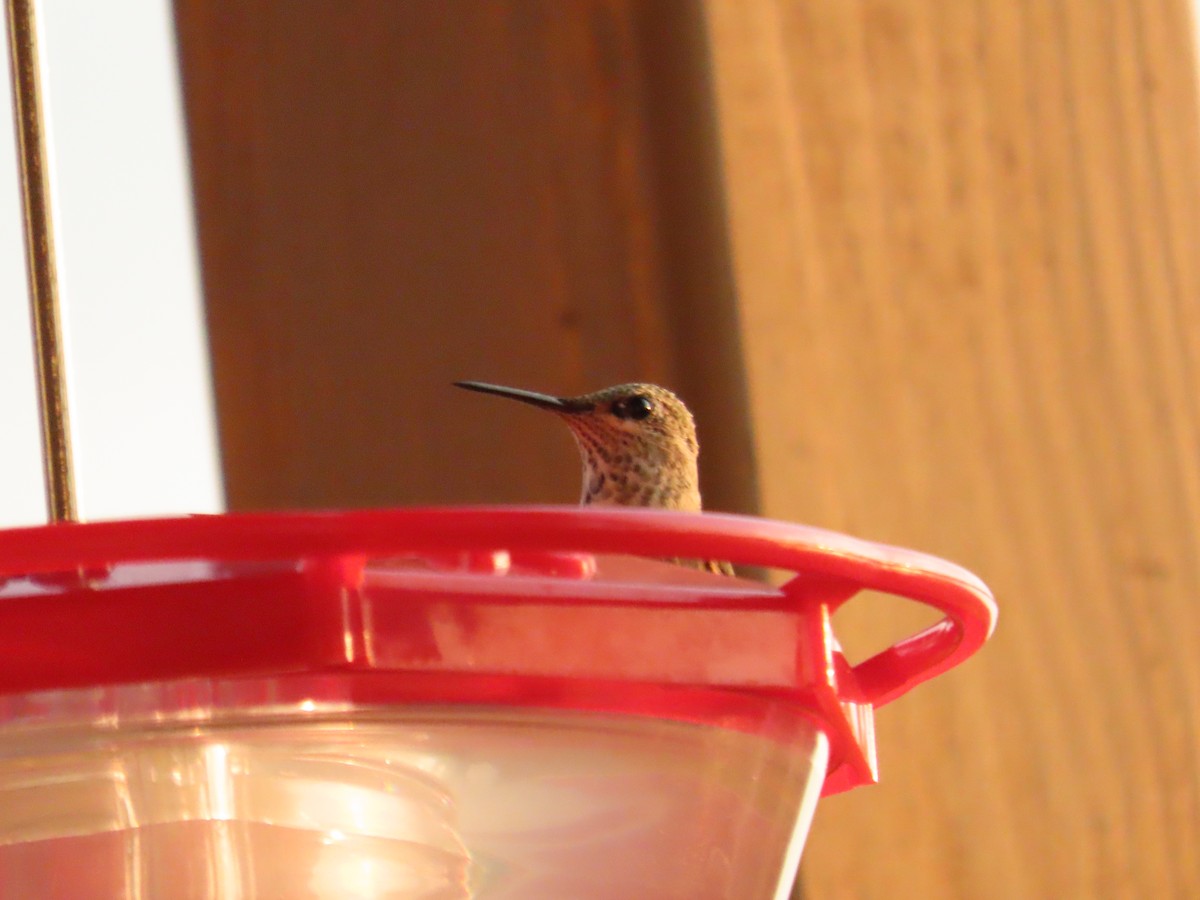 Calliope Hummingbird - ML642741669