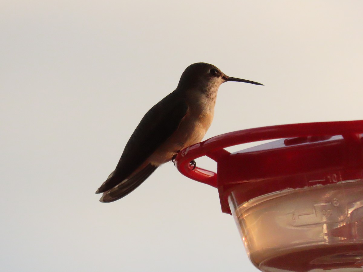 Calliope Hummingbird - ML642741672