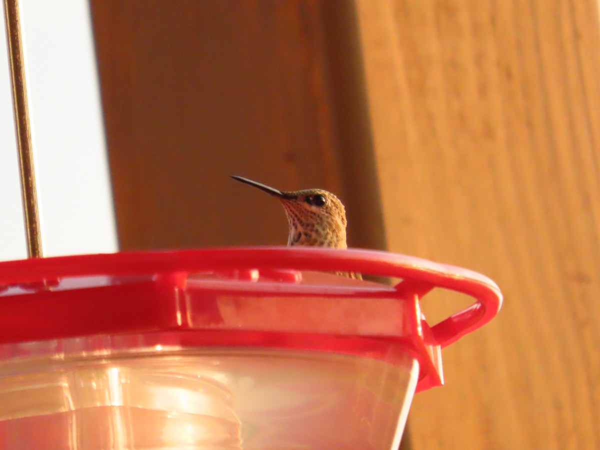 Calliope Hummingbird - ML642741674