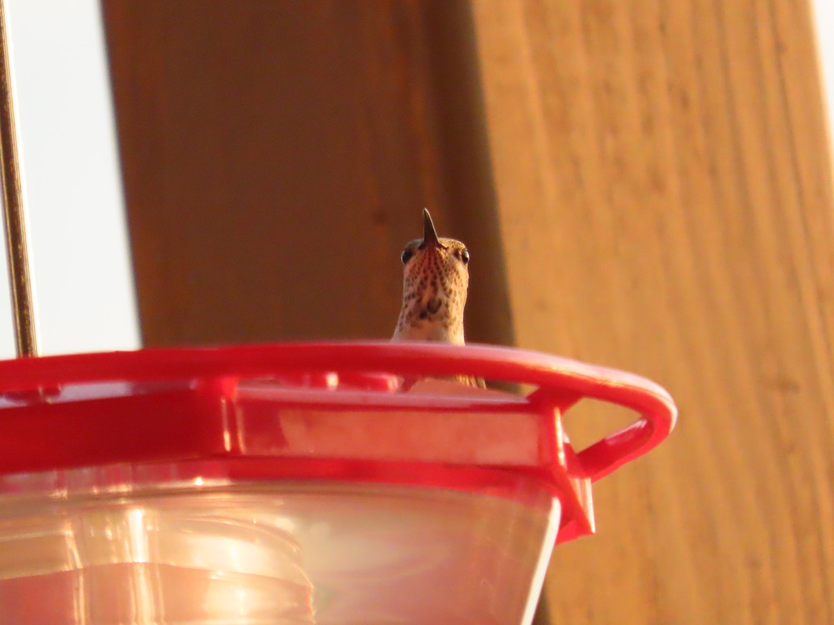 Calliope Hummingbird - ML642741677