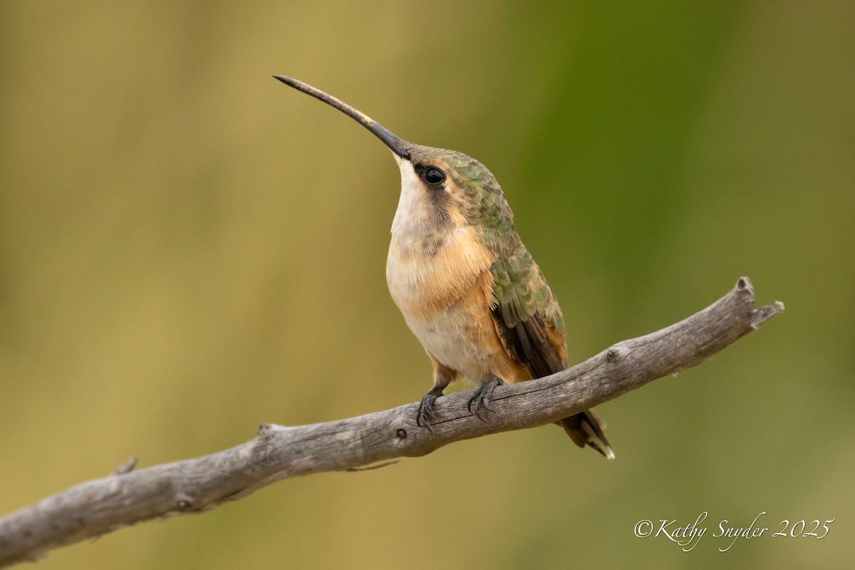 Işıldayan Kolibri - ML642741686
