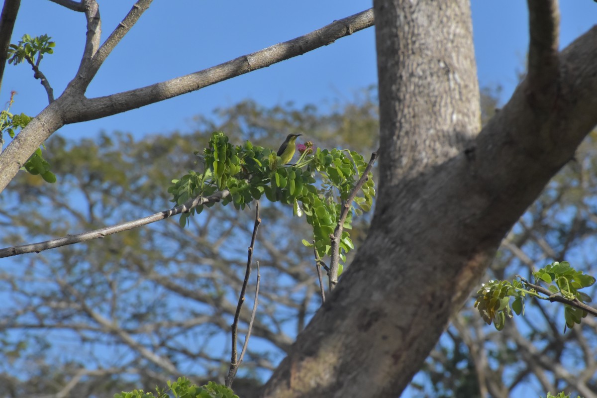 Palawan Sunbird - ML642741687