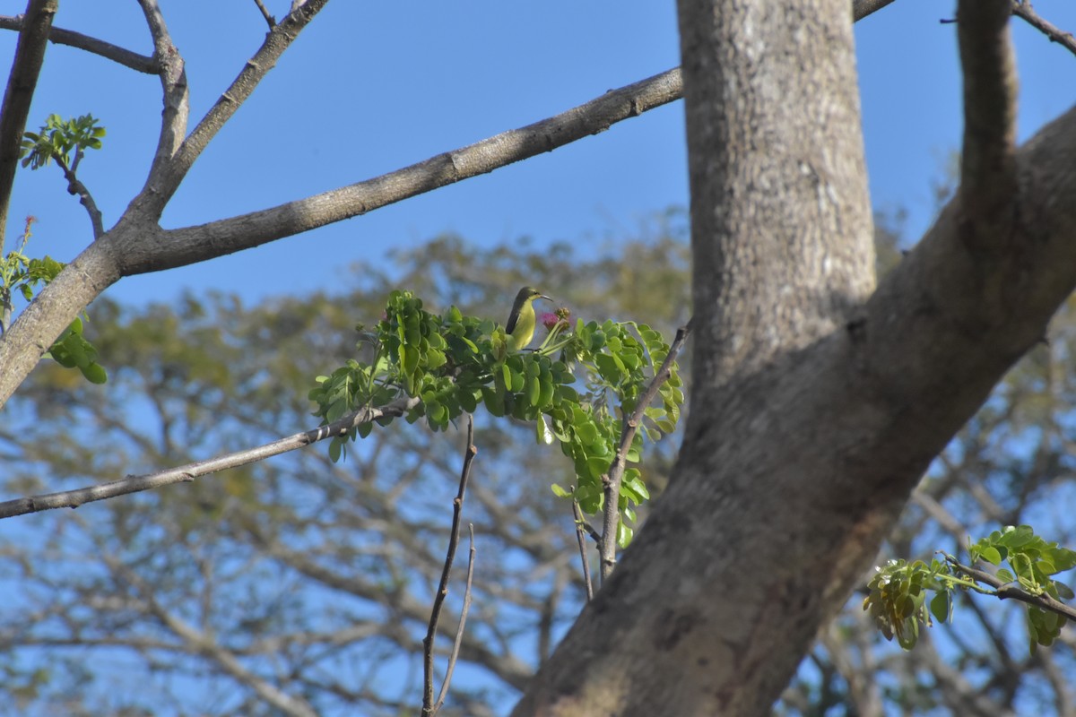 Palawan Sunbird - ML642741688
