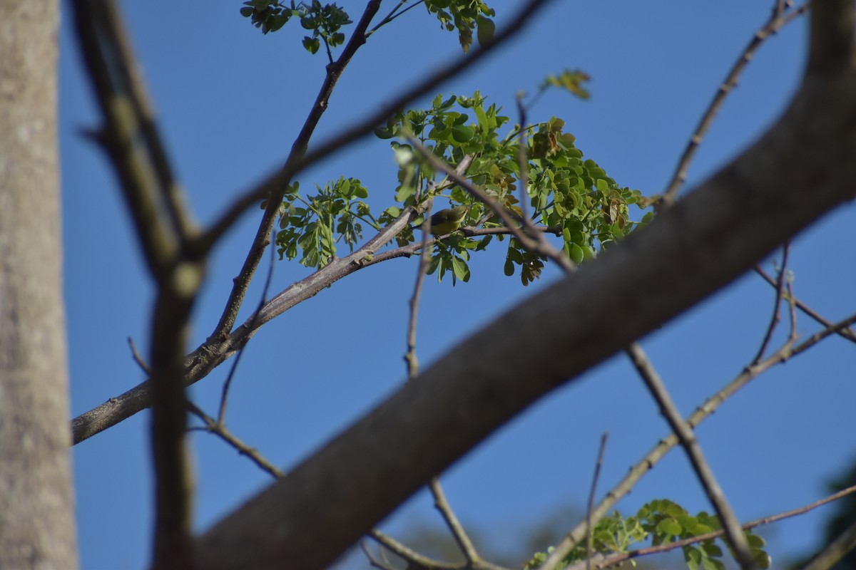 Palawan Sunbird - ML642741689