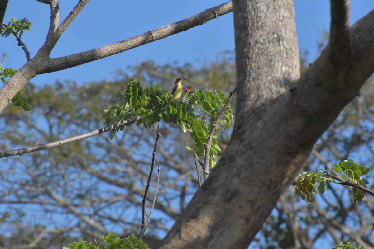 Palawan Sunbird - ML642741690