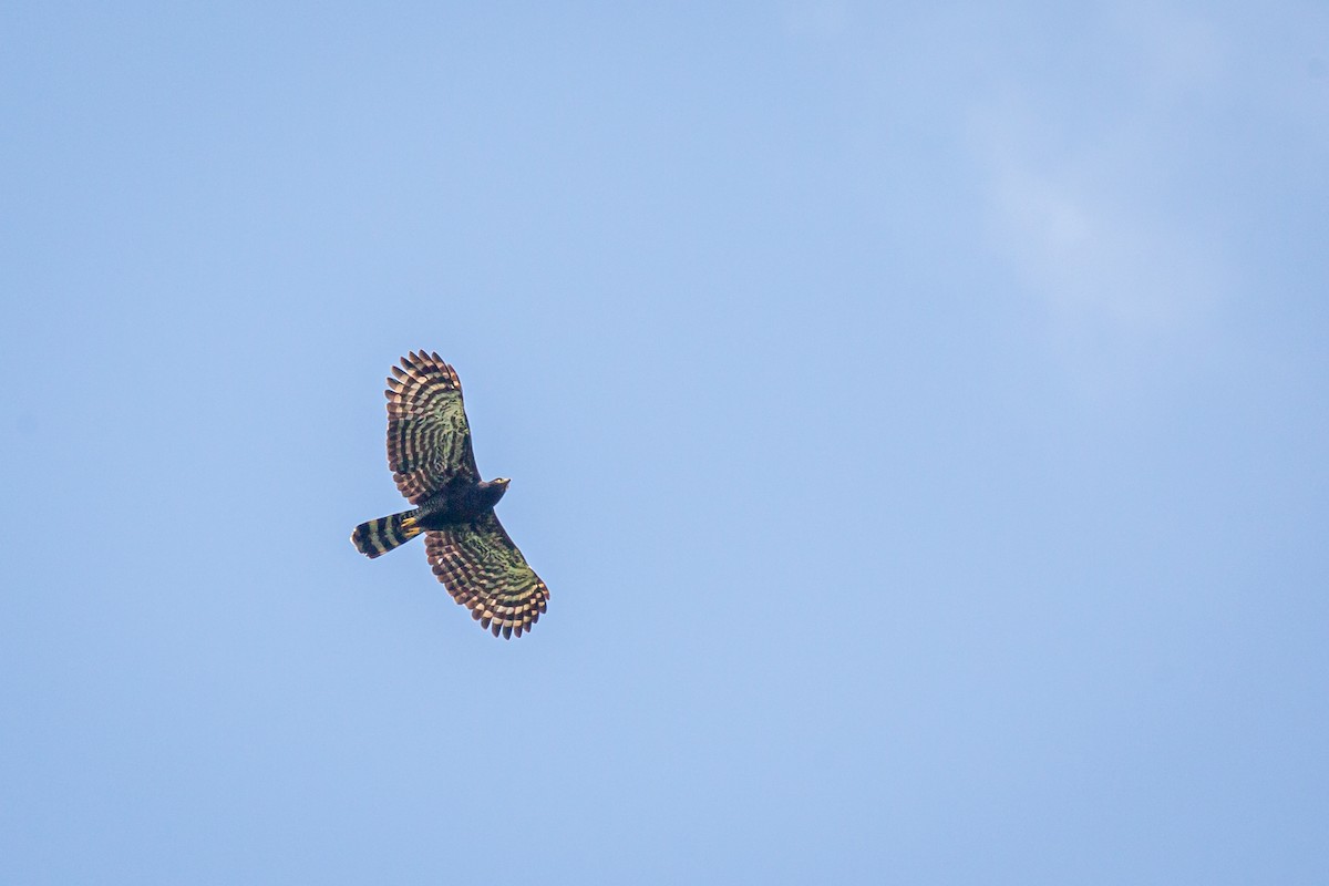 Black Hawk-Eagle - ML642741698
