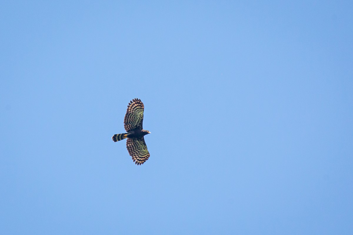 Black Hawk-Eagle - ML642741699